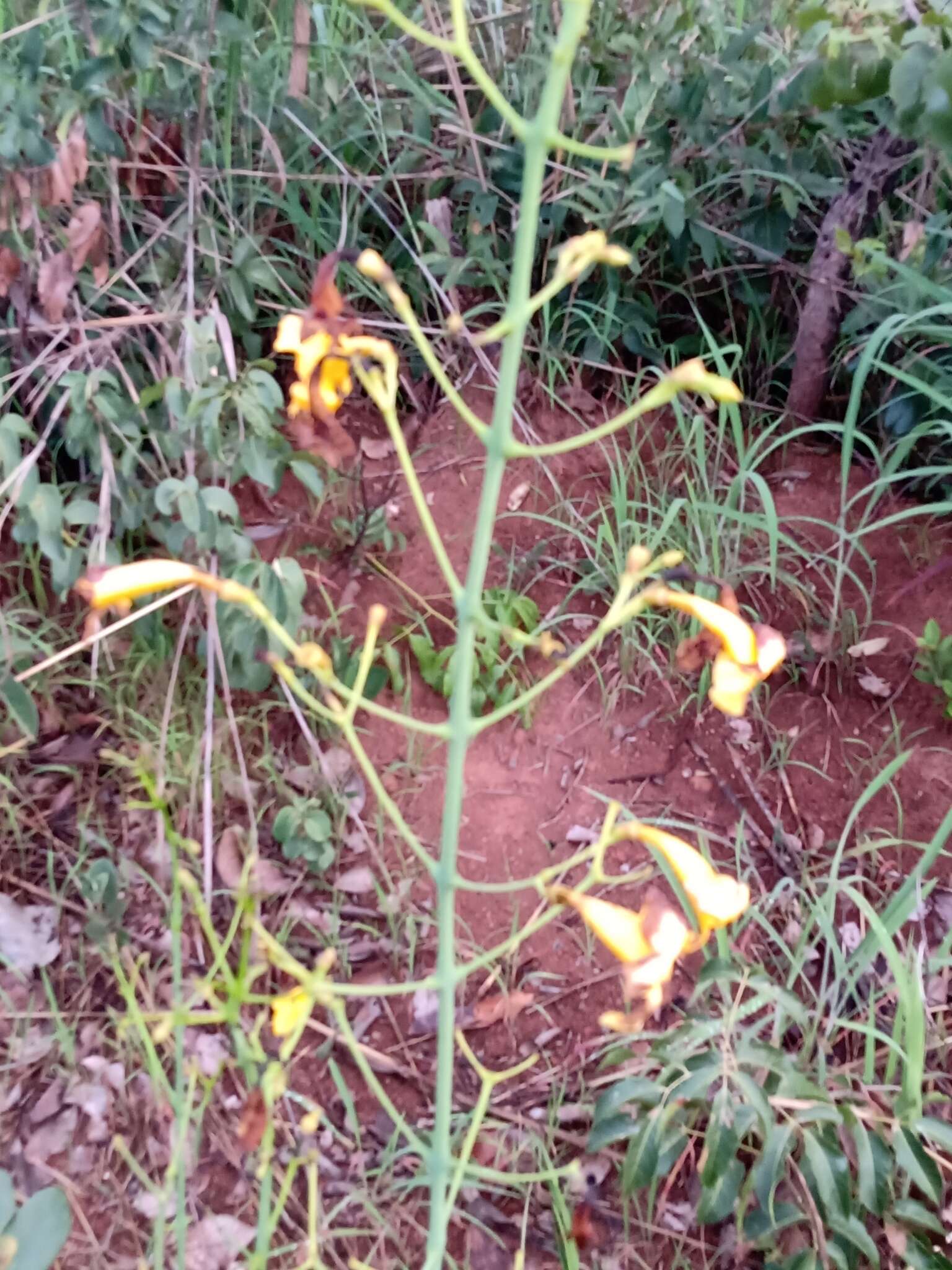 Image of Adenocalymma pedunculatum (Vell.) L. G. Lohmann