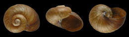 Image of Paryphantopsis fragilicosta Slapcinsky 2007