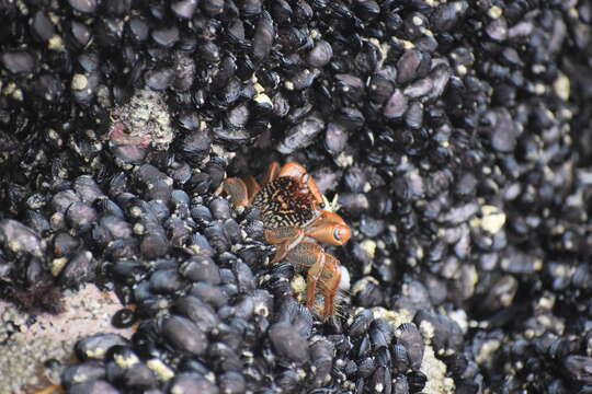 Image of variegate shore crab