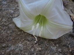 Plancia ëd Ipomoea ampullacea Fern.