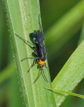 Image of Ferreola handschini (Haupt 1935)