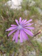 Image of Lactuca tenerrima Pourr.