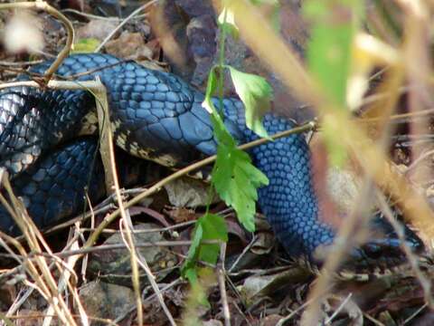 Image of Central American Indigo Snake