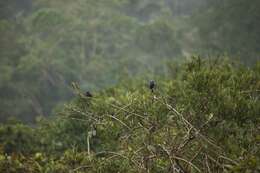 Image of Opal-crowned Tanager