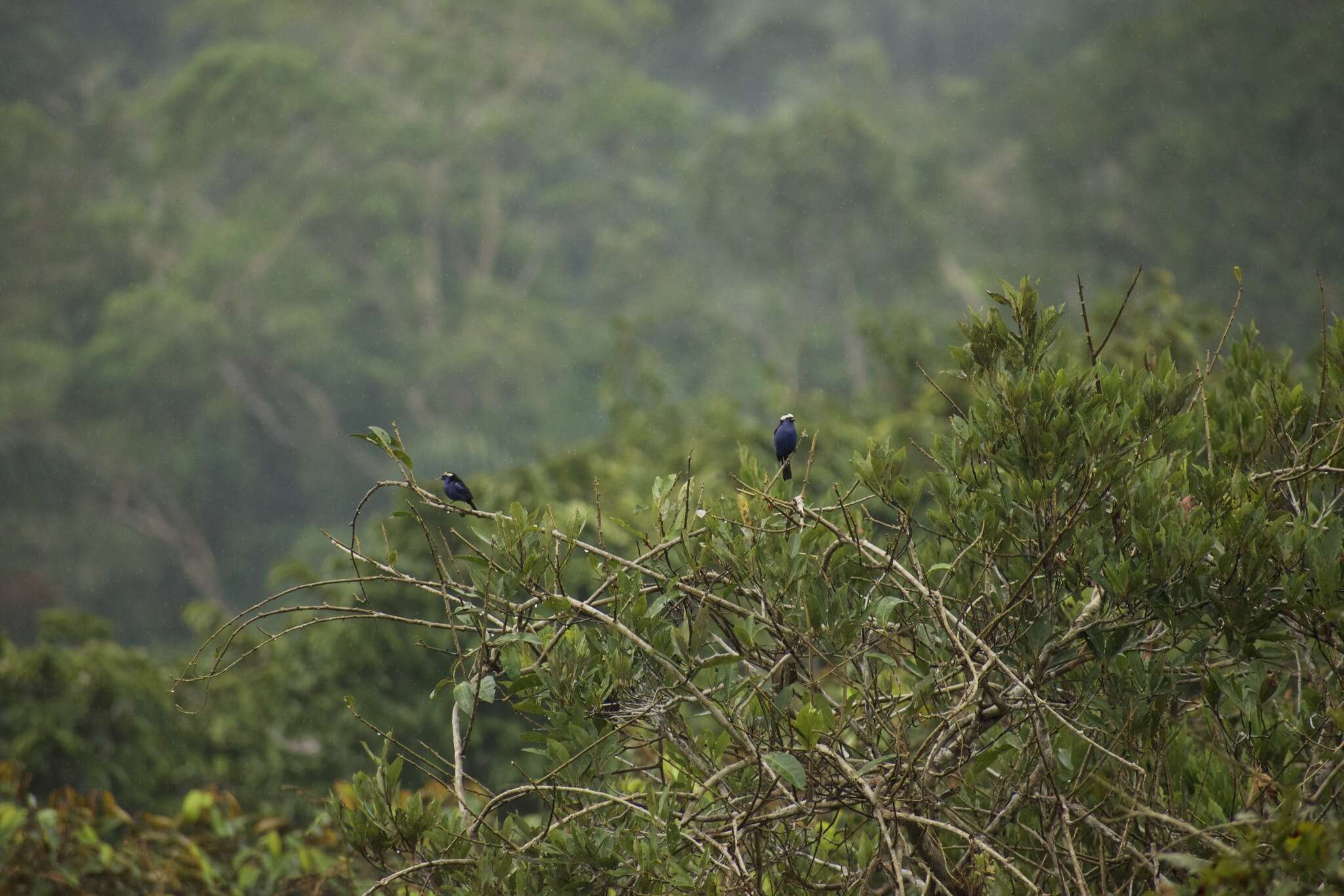 Image of Opal-crowned Tanager