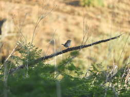 Слика од Troglodytes aedon parkmanii Audubon 1839