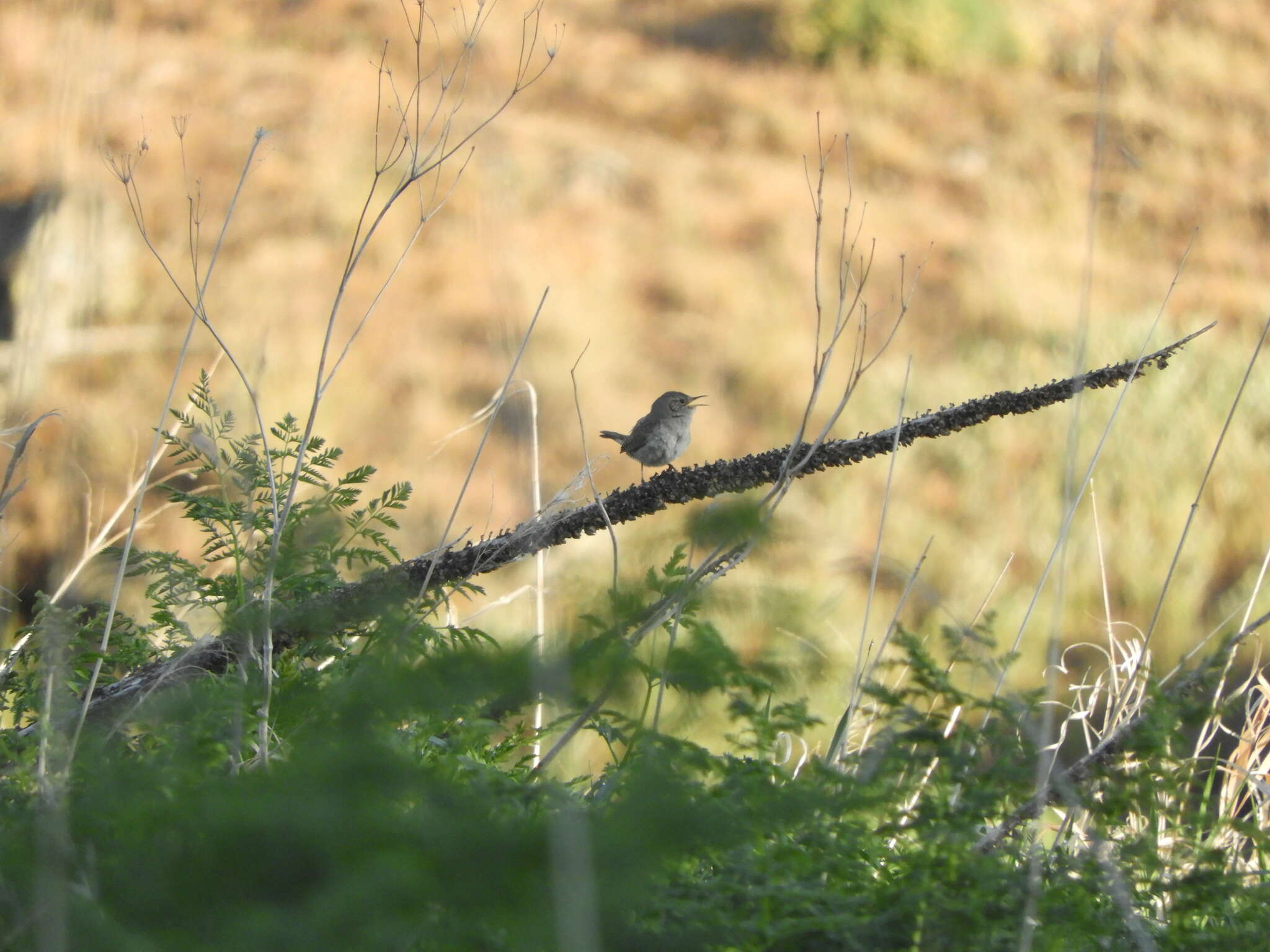 Слика од Troglodytes aedon parkmanii Audubon 1839