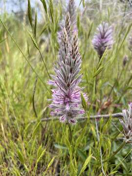 Слика од <i>Ptilotus semilanatus</i>