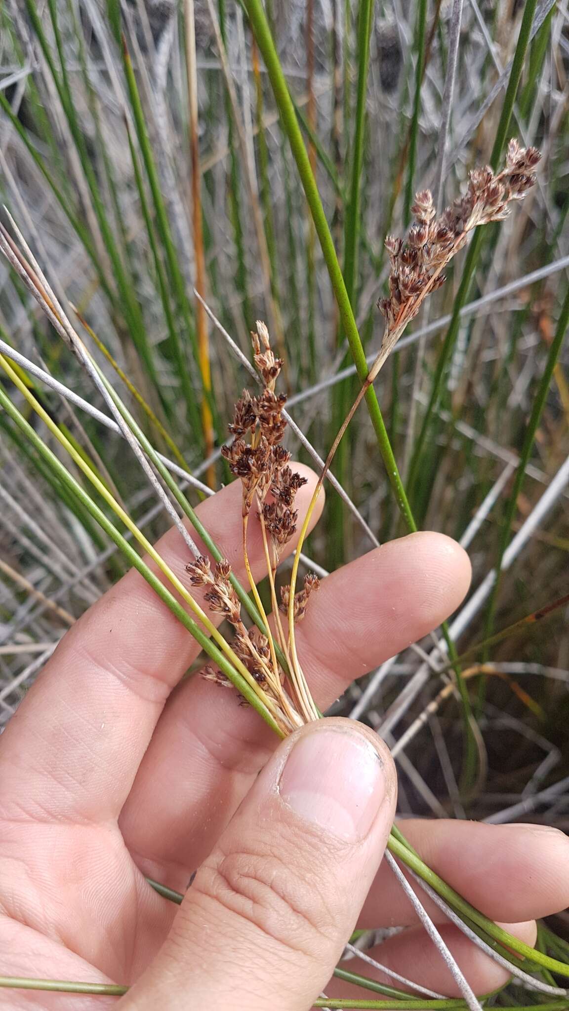 Image of Juncus kraussii Hochst.