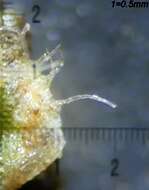 Image of Riccia ciliifera Link