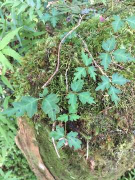 Image of Toxicodendron orientale Greene