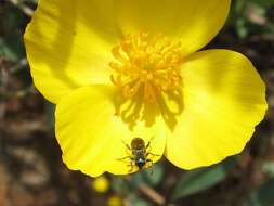 Image of Ornate Checkered Beetle