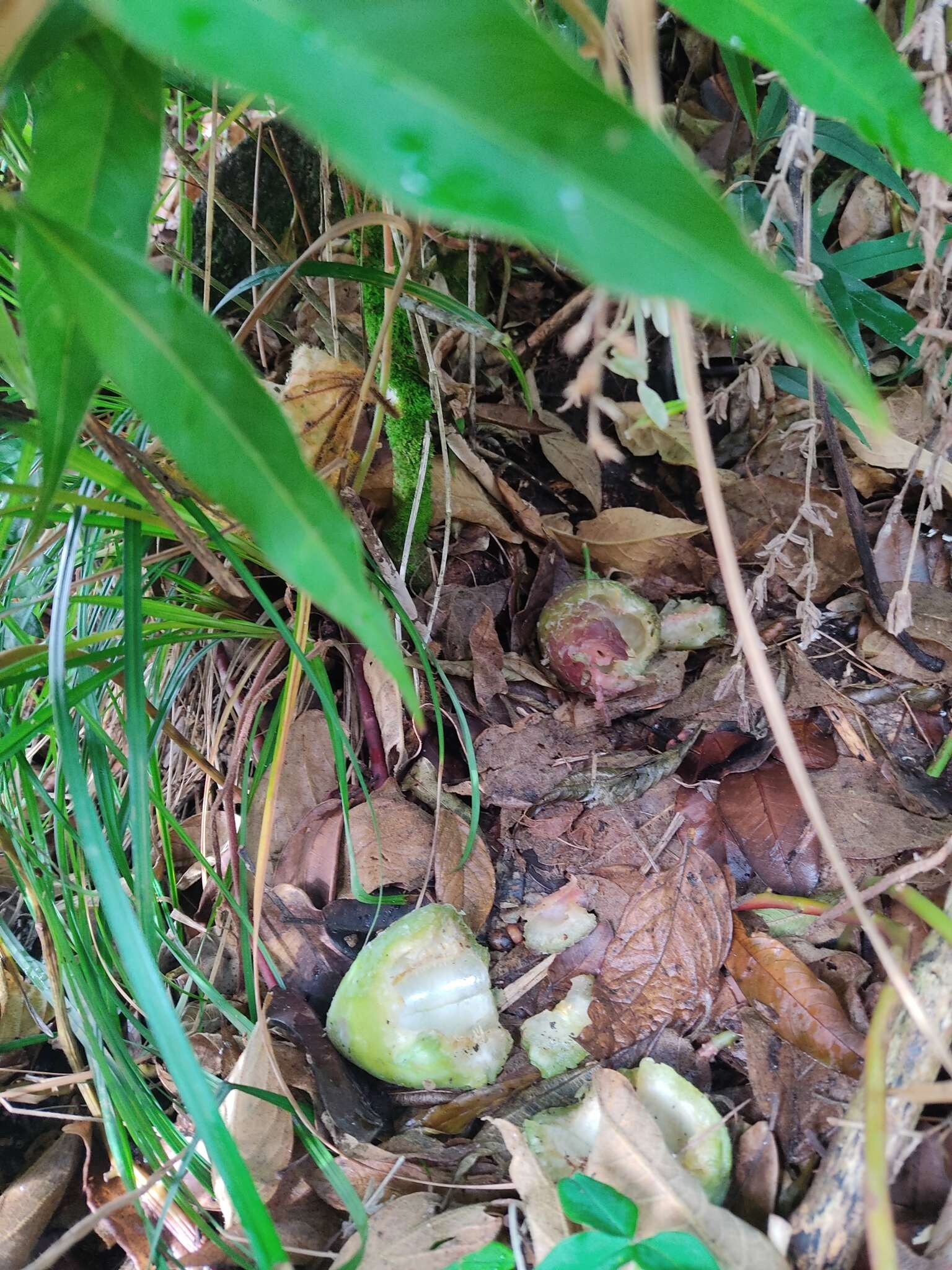 Image of Passiflora adenopoda