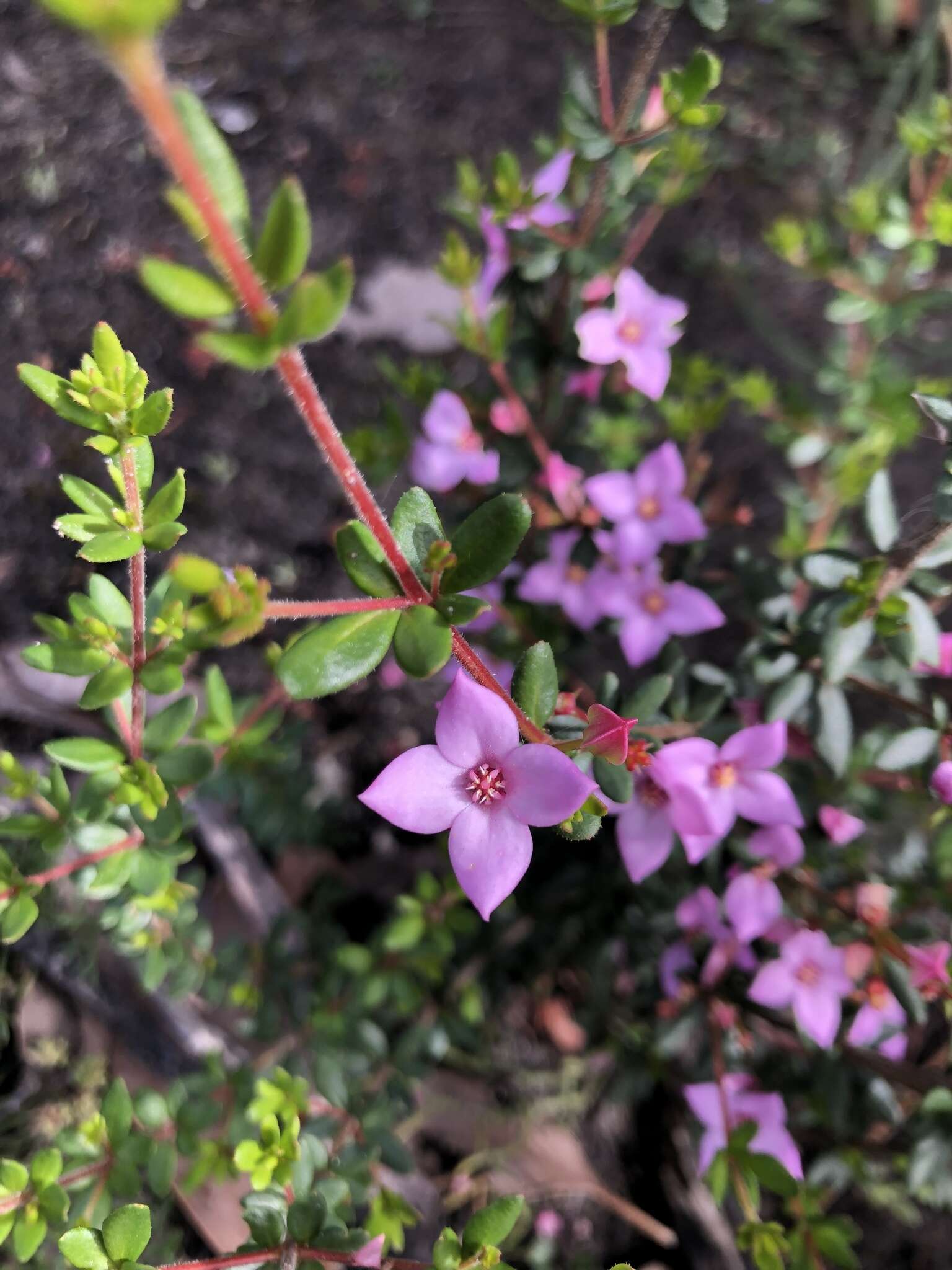 Image of island boronia