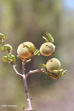 صورة Pyrostria sarodranensis Cavaco