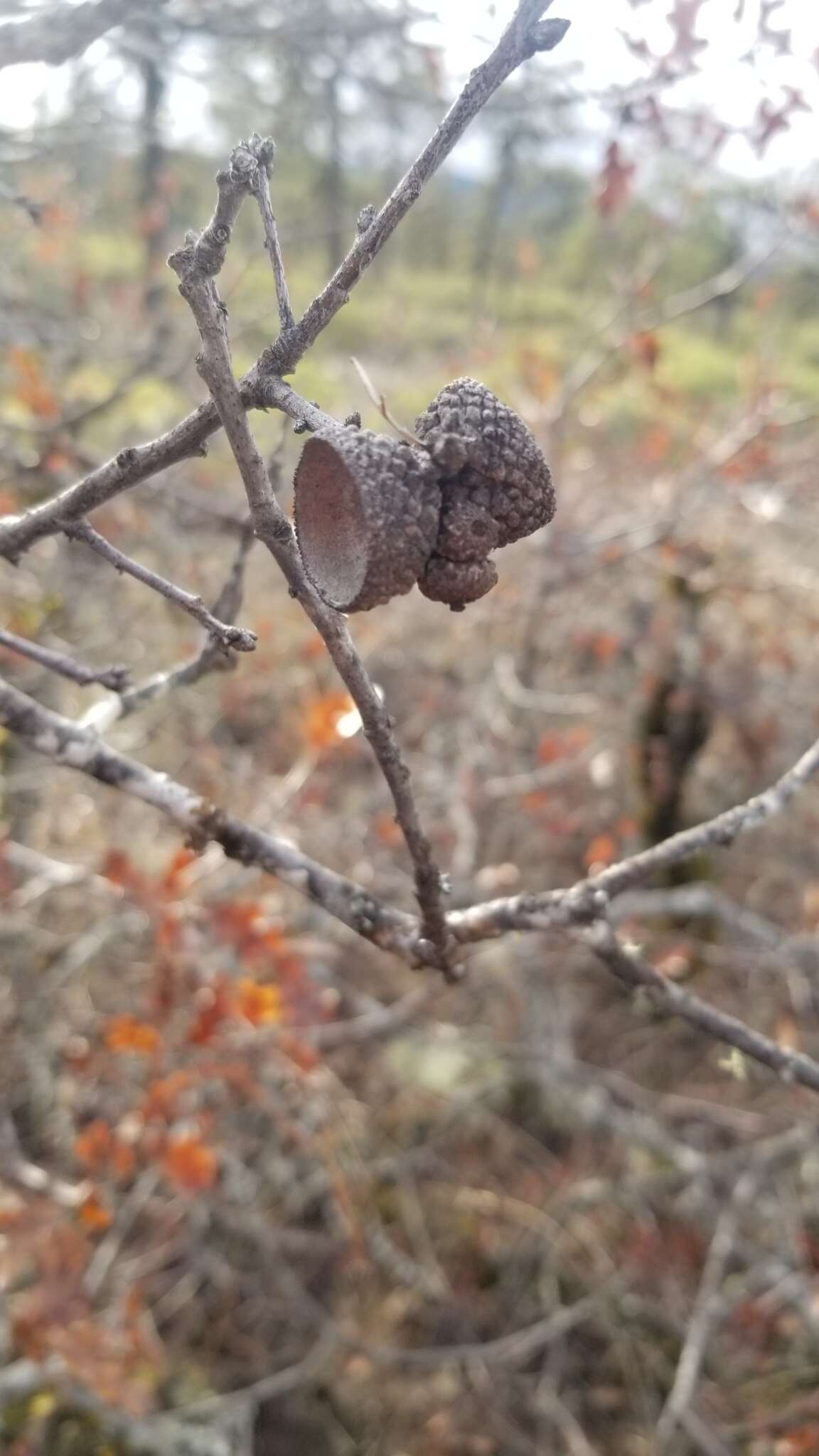 Image of Oregon white oak