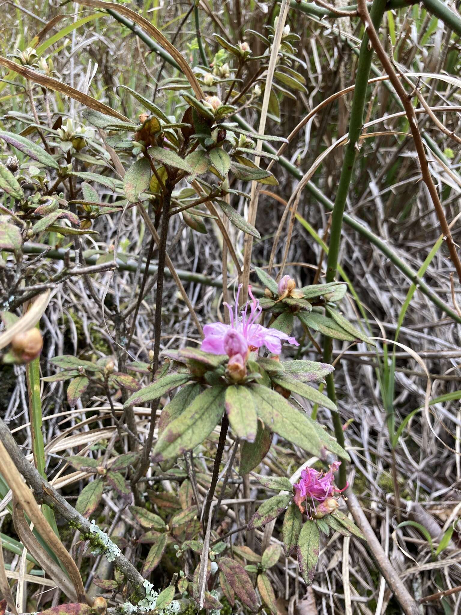 Imagem de Rhododendron rubropilosum Hayata