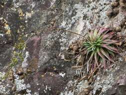 Image of Hechtia jaliscana L. B. Sm.