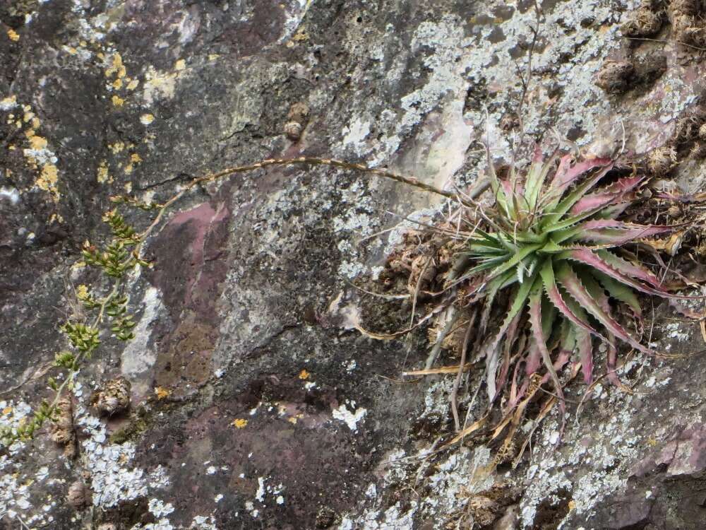 Image of Hechtia jaliscana L. B. Sm.