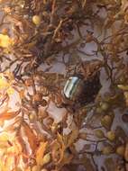 Image of sargassum crab