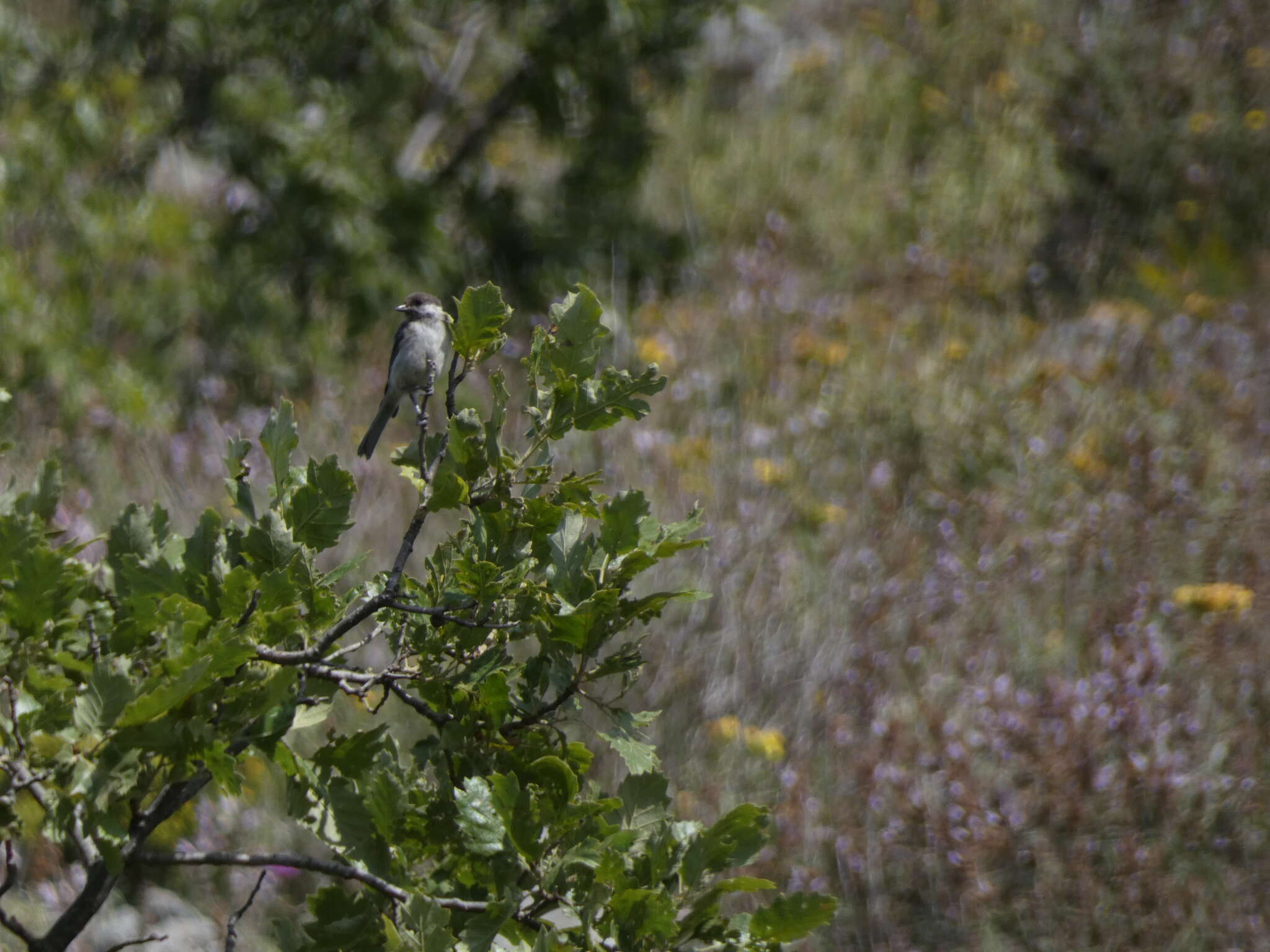 Image of Sombre Tit