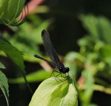 Image of Smoky Rubyspot