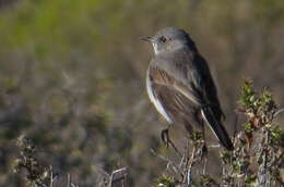 Image of Karoo Chat