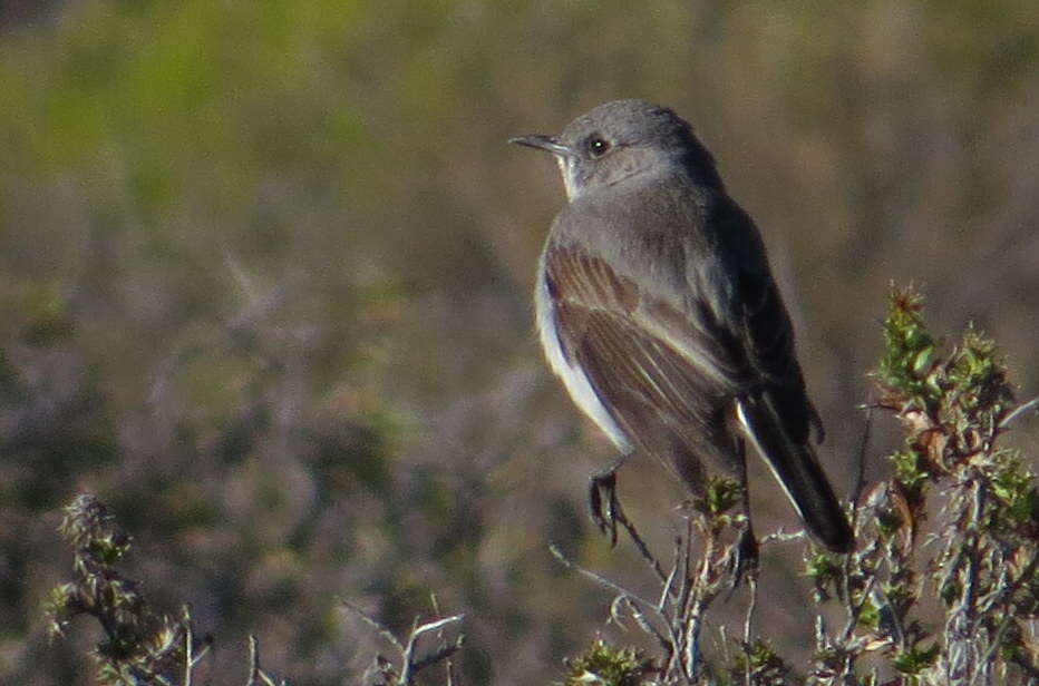 Image of Karoo Chat