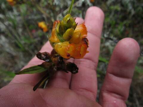 Image of Elleanthus aurantiacus (Lindl.) Rchb. fil.