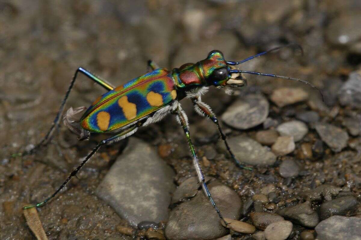 Image of Cicindela (Calochroa) octonotata Wiedemann 1819