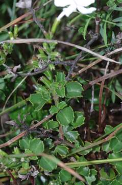 Image of Chascanum cuneifolium (L. fil.) E. Mey.