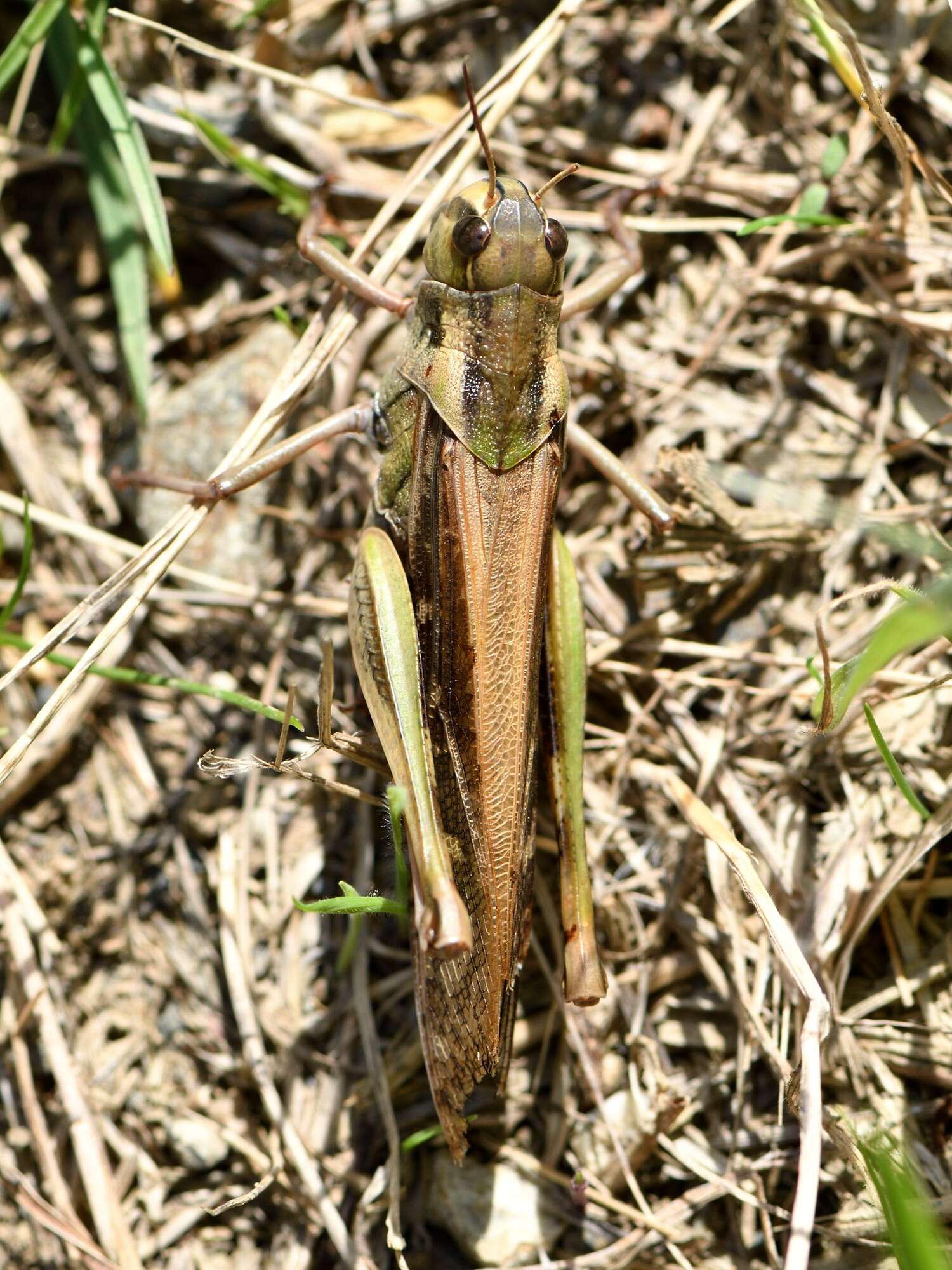 Plancia ëd Locusta