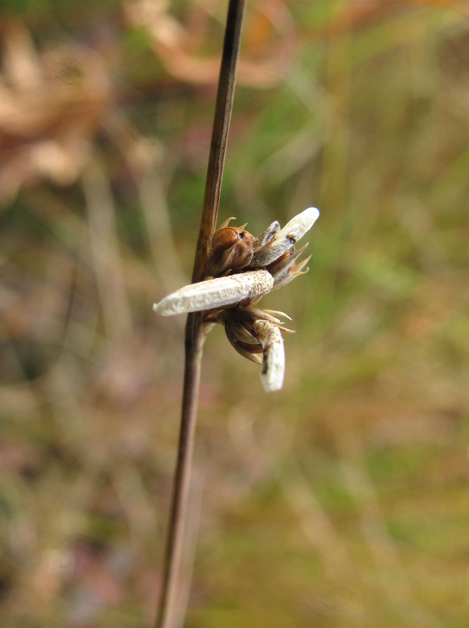 Coleophora alticolella Zeller 1849的圖片