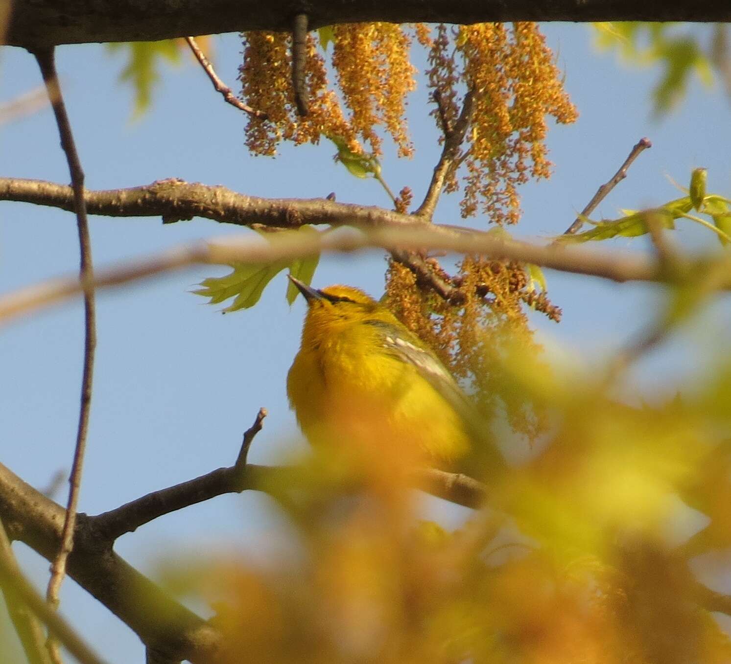 Image of Blue-winged Warbler