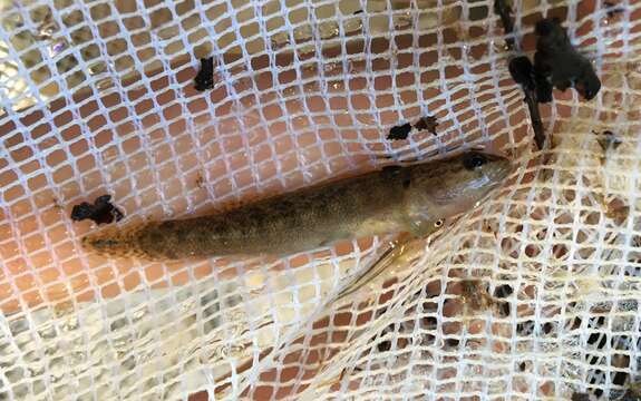 Image of Fantail Darter