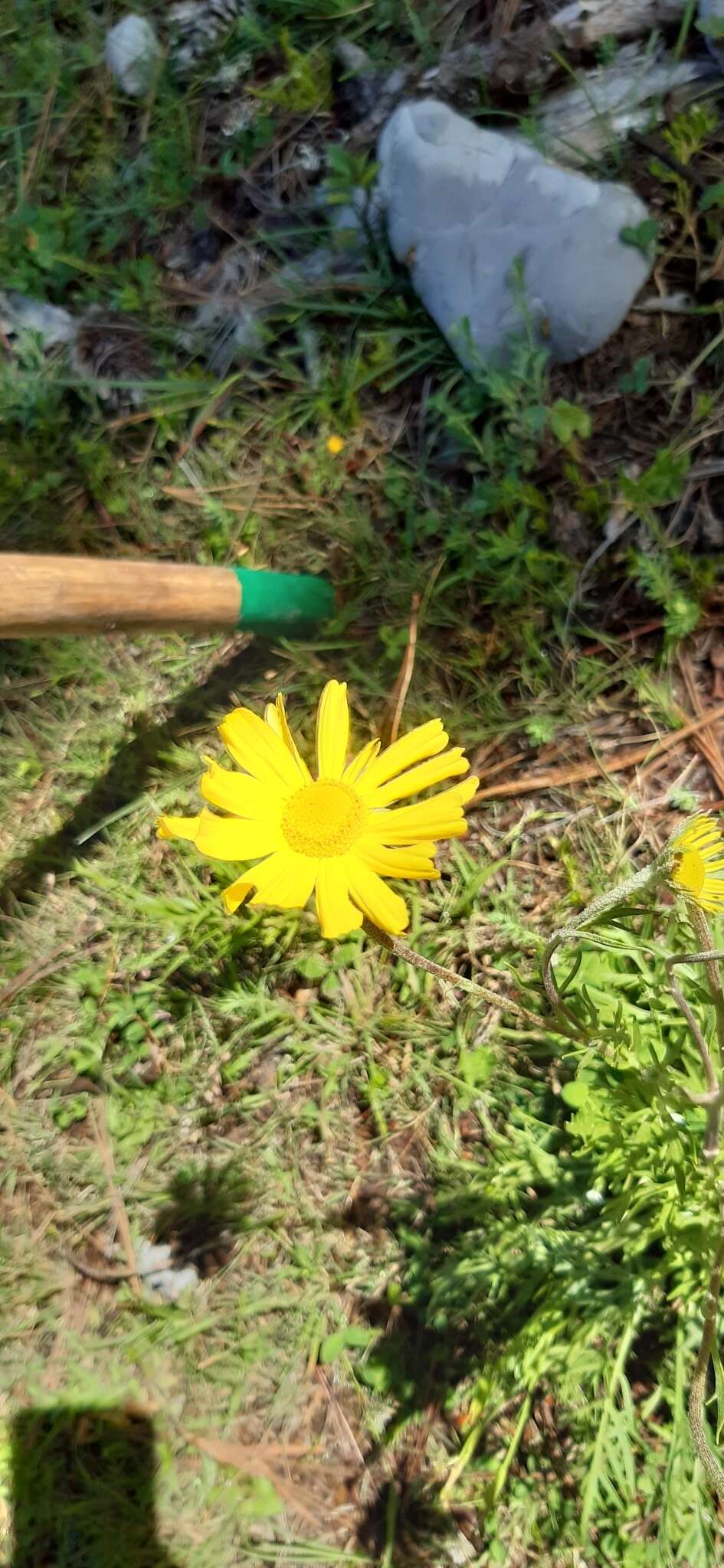 Imagem de Hymenoxys insignis (A. Gray ex S. Wats.) Cockerell