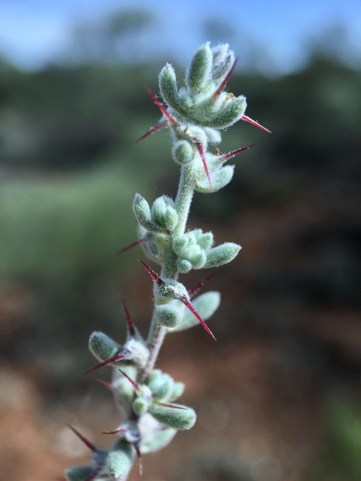 Image de Sclerolaena obliquicuspis (R. H. Anders.) Ulbr.