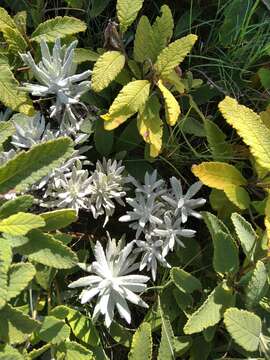 Image of <i>Senecio heterotrichius</i>