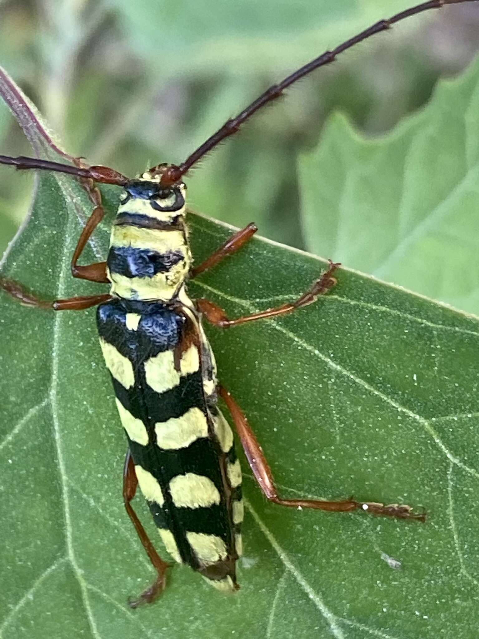 Image of Dryobius sexnotatus Linsley 1957