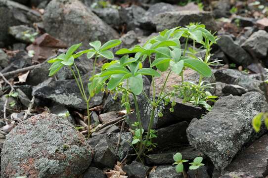 Image of Gymnospermium albertii (Regel) Takht.