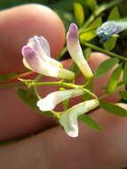 Image of Vicia biennis L.