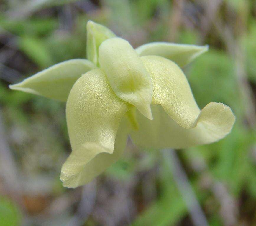 Image de Pterygodium platypetalum Lindl.