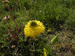 Image of Bulbinella triquetra (L. fil.) Kunth