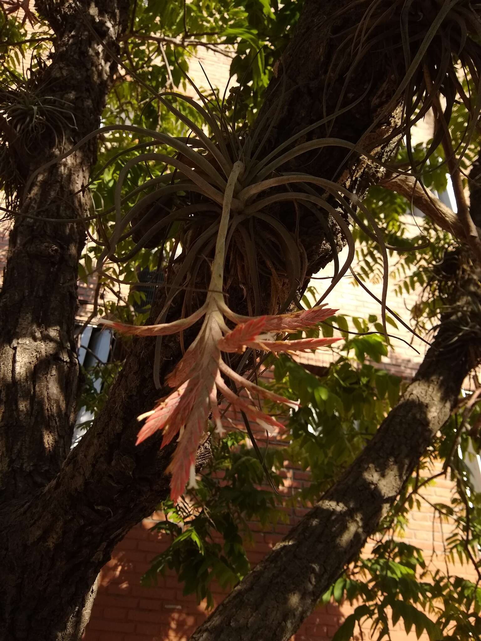 Image of Tillandsia didisticha (É. Morren) Baker