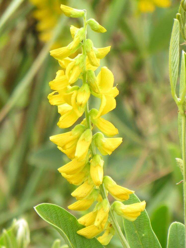 Image of Eriosema psoraleoides (Lam.) G. Don