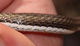 Слика од Psammophis notostictus Peters 1867