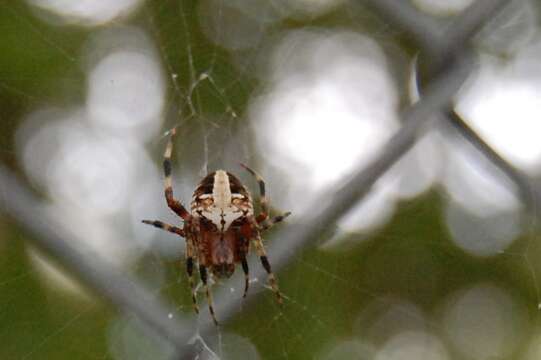 Image of Spotted Orbweaver