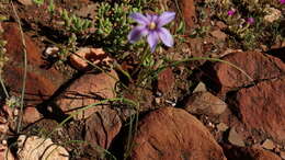 Plancia ëd Moraea polyanthos L. fil.