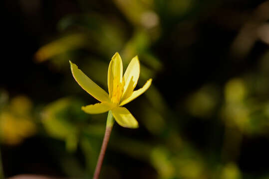 Image of Pauridia serrata subsp. serrata