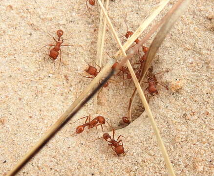 Image of Pogonomyrmex comanche Wheeler 1902